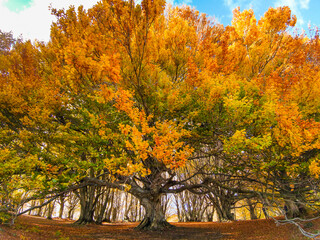 VIew of the king of forest with colorful leaves during autumn season in the park 