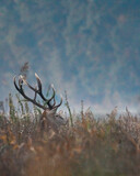 Dzika przyroda w Polsce