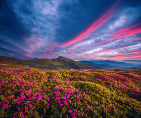 Fotobehang - Picturesque summer sunset with rhododendron flowers. Carpathian mountains, Ukraine.