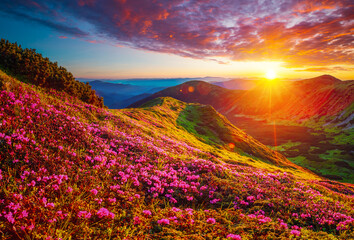 Affiche - Picturesque summer sunset with rhododendron flowers. Carpathian mountains, Ukraine.