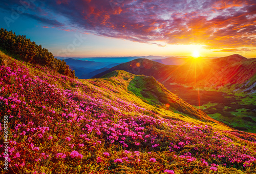 Fototapete - Picturesque summer sunset with rhododendron flowers. Carpathian mountains, Ukraine.