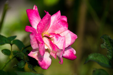 Wall Mural - Soft focus beautiful rose with leave nature background, Thailand