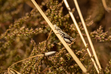 Wall Mural - Close up of a camouflaged grasshopper (probably an Sierra Nevadan Grasshopper, Chorthippus nevadensis) on a grass stalk, Sierra Nevada National Park, Andalusia, Spain