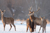 Fototapeta Krajobraz - Chmara jeleni szlachetnych na zimowym polu