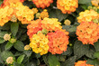 Lantan Blume in Orange Gelb