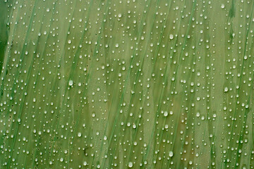  A wet green plastic film surface with fine folds and water droplets