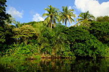 Costa Rica Tortuguero National Park - Parque Nacional Tortuguero - Shore Of Lagoon Canals