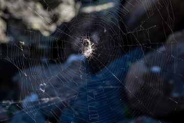 cobwebs in the dark. a bright spider web with a spider cross in the center on a dark natural backgro