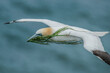 A northern gannet, Morus bassanus, in flight with grass in its beak it has found to build the nest
