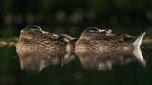 Two Female Mallard Ducks Resting On Top Of The Water. Taken In The Dark From A Low Level With Reflection In The Water