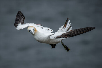 Aufkleber - An inquisitive northern gannet in flight looking around to the right. The sea is in the background