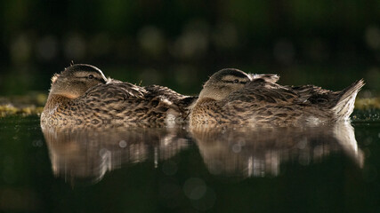 Poster - Two female mallard ducks resting on top of the water. Taken in the dark from a low level with reflection in the water