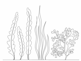 Wall Mural - seaweed drawing continuous line sketch, isolated, vector