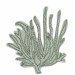 Wall Mural - seaweed, line drawing sketch, isolated