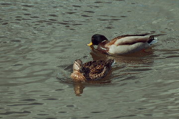 beautiful duck in the Yenisei river