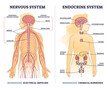 © VectorMine - Nervous system vs endocrine with messengers differences outline diagram. Labeled educational electrical impulses and chemical hormones centers in human body vector illustration. Anatomical scheme.