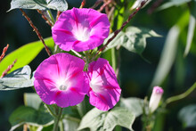 Closeup Of Morning Glory Flowers Growing In A Garden Under The Sunlight