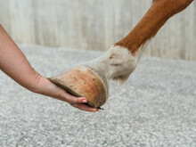 Farmer Touching Hoof Of Chestnut Horse