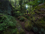 Fototapeta Las - Man walking in dense forest with mossy sandstone rocks and boulders at hiking trail at Zittauer Gebirge mountains nature park, summer landscape, Germany