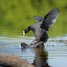 Closeup Of A Couple Of Coots Mating In The Water.