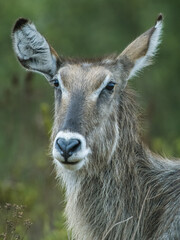 Poster - Vertical closeup of a female waterbuck. Animal portrait.