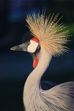 Portrait Of A Grey Crowned Crane On A Dark Background.