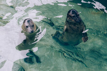 Two Seals Swimming In The Water