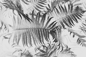  Black and whiter toned fern leaves petals background.