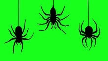Black spiders dongles with webs on green screen background. Silhouettes of spiders strand webs on green background, Chroma Key