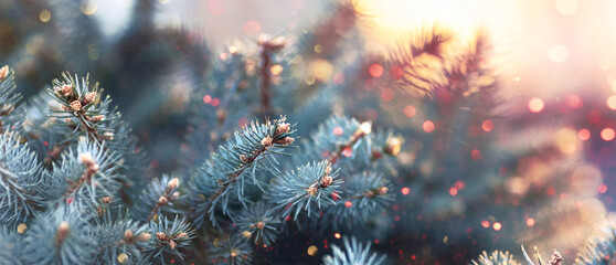 Poster - Spruce Branches With Glitter and Bokeh Effect