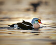 Closeup shot of a king eider swimming in a pond