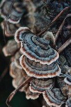 Turkey Tail Mushroom Fungus, Forest Floor Mushrooms