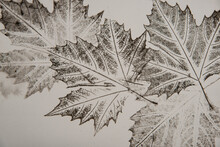Artistic Image - Imprints Of Leaves - Graphics - Monoprint