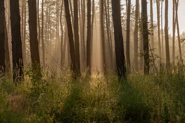 Wall Mural - summer landscape with foggy morning in forest