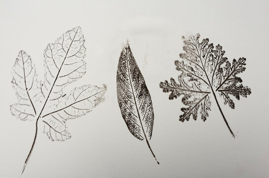  imprints of leaves on paper