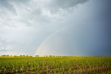 Poster - Rainy clouds with a rainbow over the corn field. Bright landscape of agricultural field at spring