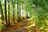 Fototapeta Dziecięca - path in the forest