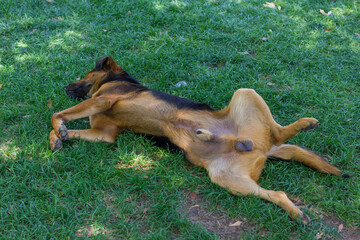 German shepherd playing in the grass showing genitals. Male dog lying down in the park