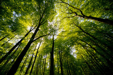 Wall Mural - Treetops of beech (fagus) and oak (quercus) trees in a compact german forest near Göttingen on a bright summer day with fresh green foliage, strong trunks and boles seen from below in frog perspective