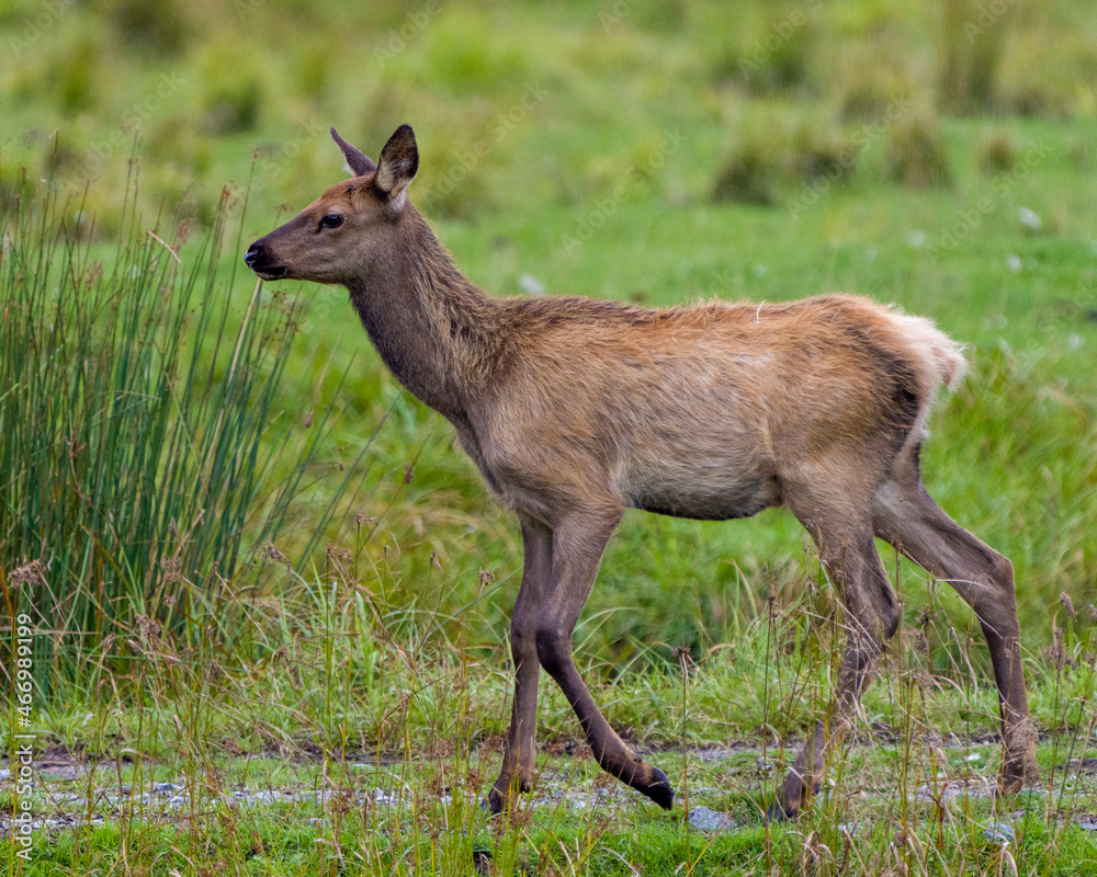 Elk Stock Photo and Image. Elk baby close-up profile view in the field with  wild flowers foliage in its environment and habitat surrounding. Stock  Photo | Adobe Stock, image size:1000x800