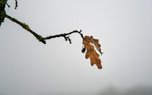 A Withered Leaf On A Branch Of An Oak Tree