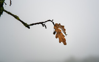 a withered leaf on a branch of an oak tree