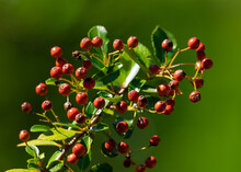 Red Seed Of Pyracantha