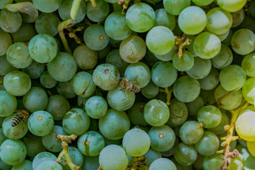 Close-up shot of small bees on green fresh ripe organic delicious grapes under sunlight