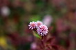 Rosarote Meerträubel-Blüten