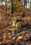 Fototapeta Krajobraz - Old stump in the wild forest. Autumn morning.