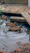 Beautiful Shot Of Three Ducks In The Pond Around The Wooden Edge