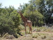 An African Giraffe Eating Leaves From a Bush Sun at Inverdoorn Game Reserve, a Safari in South Africa Near Cape Town