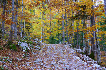 Wall Mural - Autumn forest landscape in the National Park of Triglav, Slovenia, Europe 