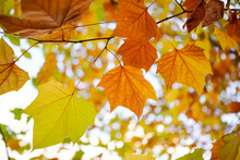 Sycamore Leaves That Turn Yellow In Autumn